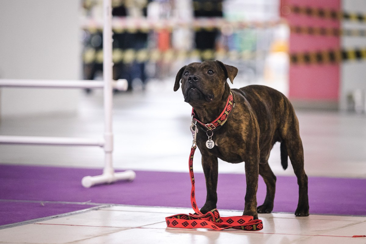 Как я выбираю, на какой объектив снимать животных?