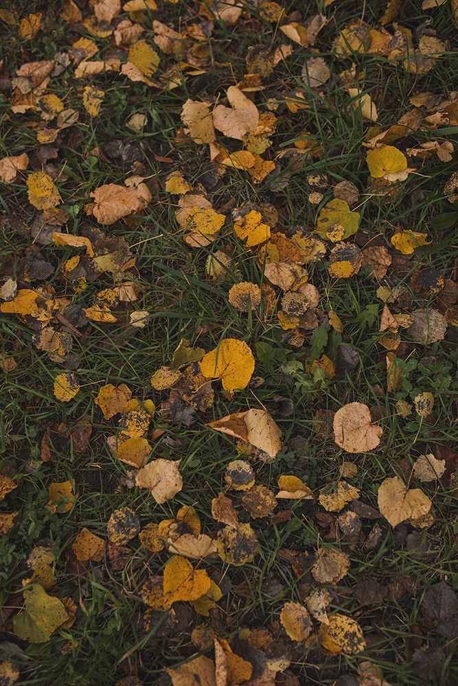 Первая осень Саши. Свадебный и семейный фотограф в Белгороде Евгения Курочкина