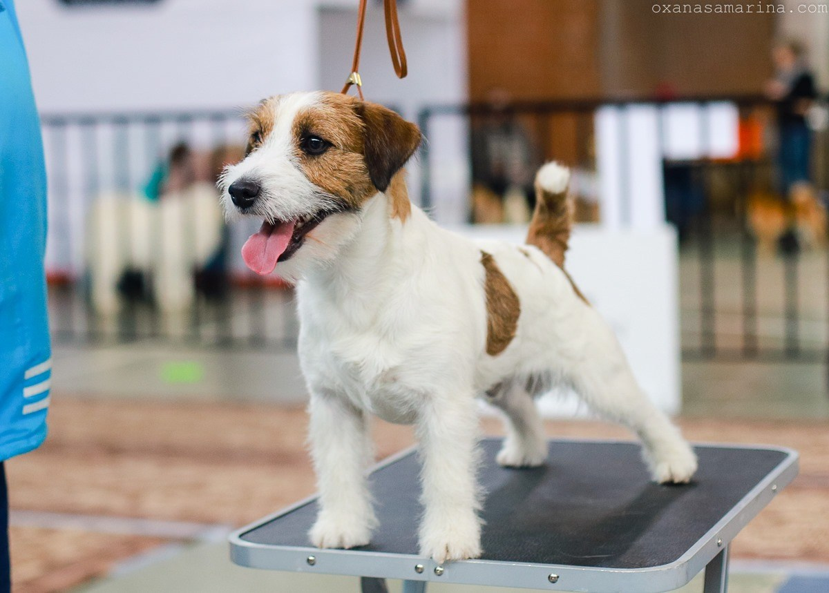 Port Fortis Rock-N-Roll