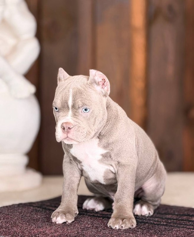 Щенки Американский булли. ПИТОМНИК СОБАК ПОРОДЫ АМЕРИКАНСКИЙ БУЛЛИ
