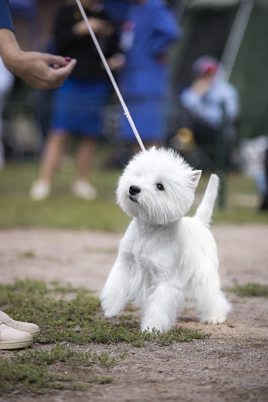 Три дня международных выставок в Бишкеке, Кыргызстан. Питомник собак породы вест хайленд вайт терьер в Москве