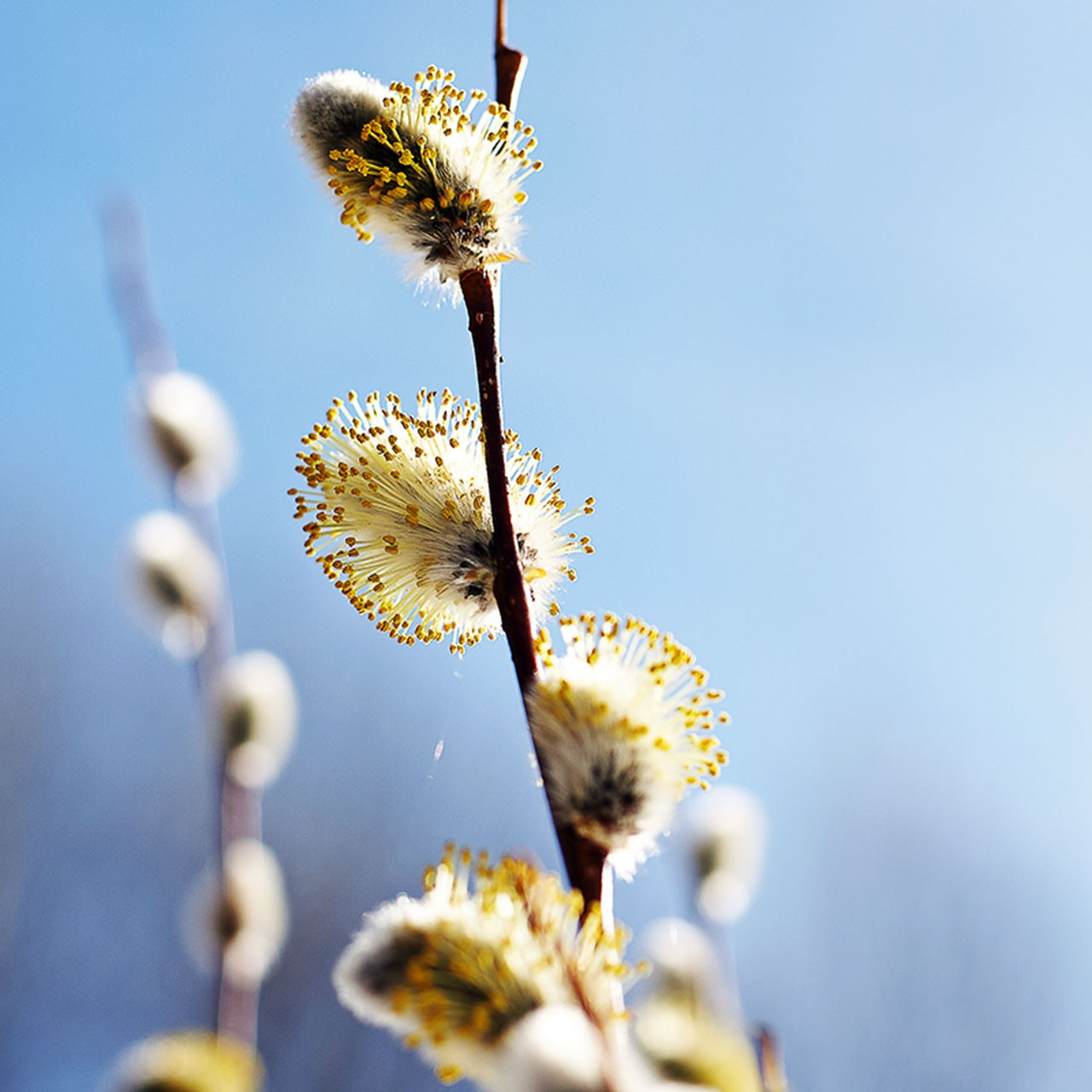 Кустарники. Природа севера