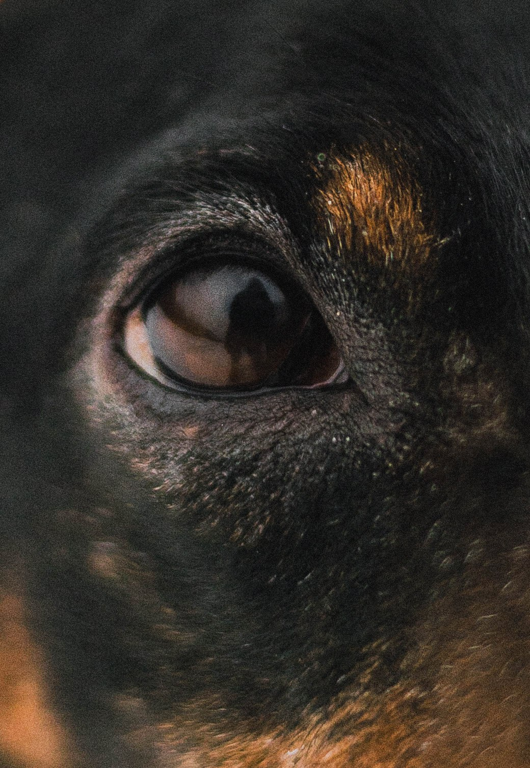 Маша, Рэм и Ньютон. Фотограф-анималист Богданова Полина