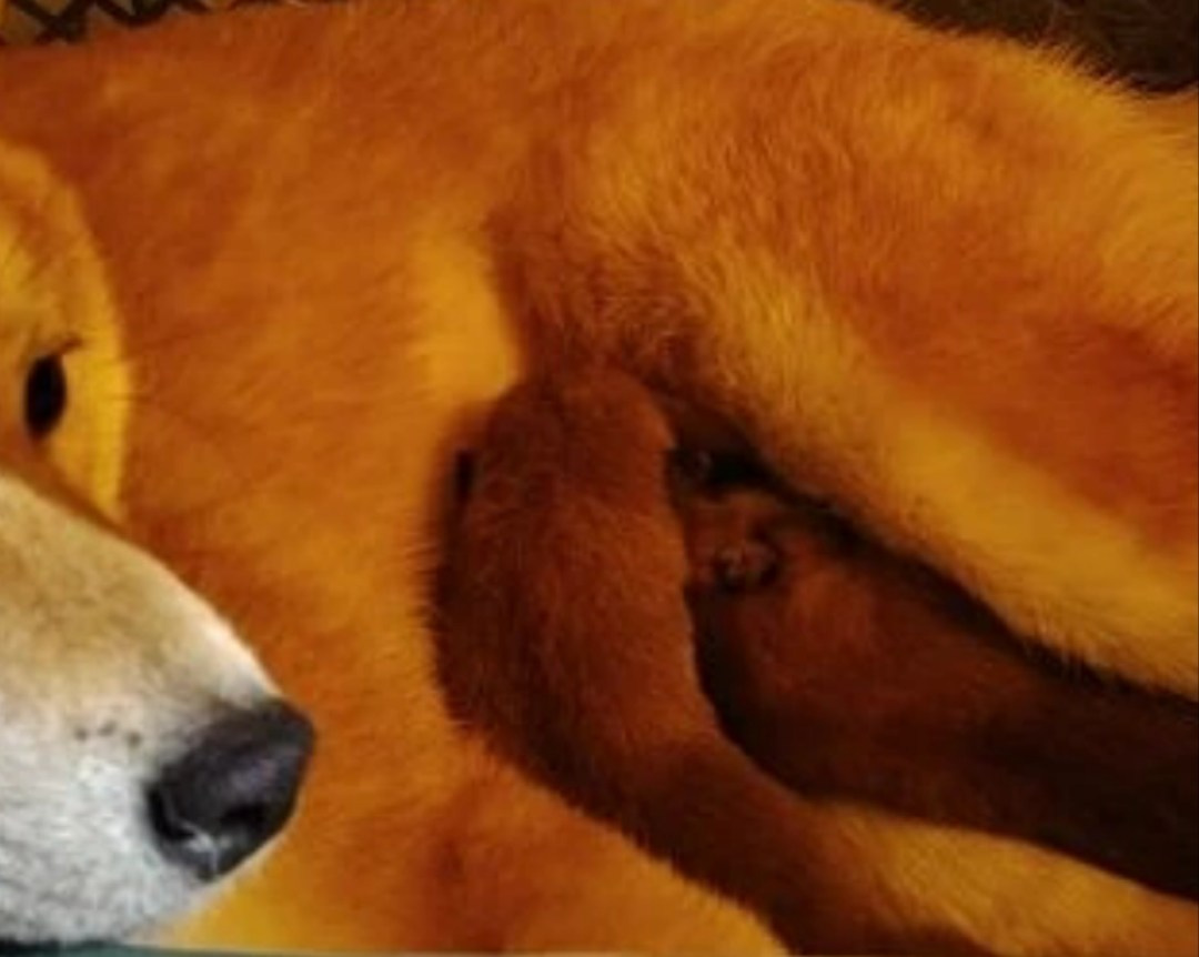 Помет Т 12.02.26 общее. AMERICAN AKITA RUBYLIGHT KENNEL I SHIBA-INU