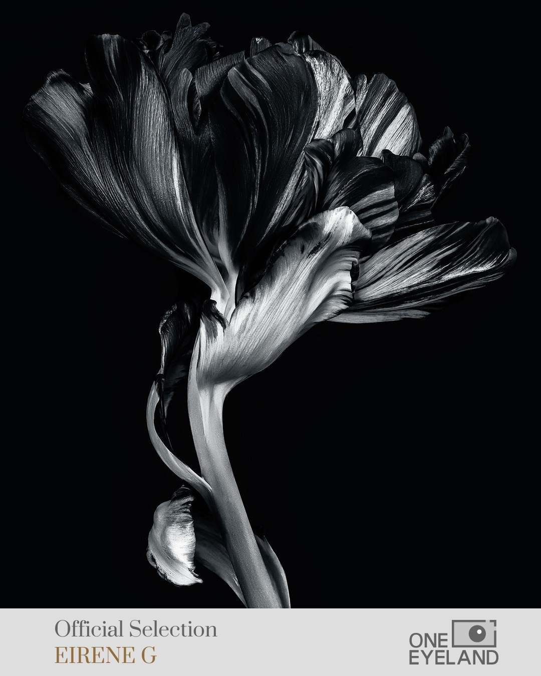 ONEEYELAND GALLERY. Eirene G |  Photoartist | Flowers from my garden