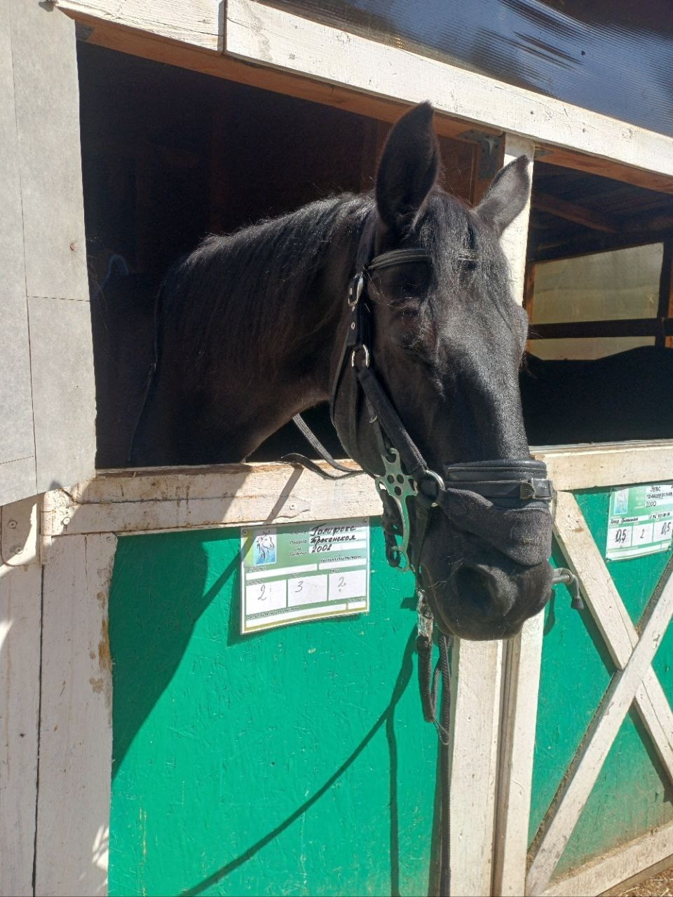 Лошадинг | 30.03.2024. Галерея Фантим