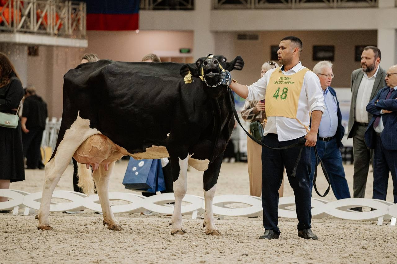 Звёзды Подмосковья — 2025. Куракина Дарья • Конный фотограф