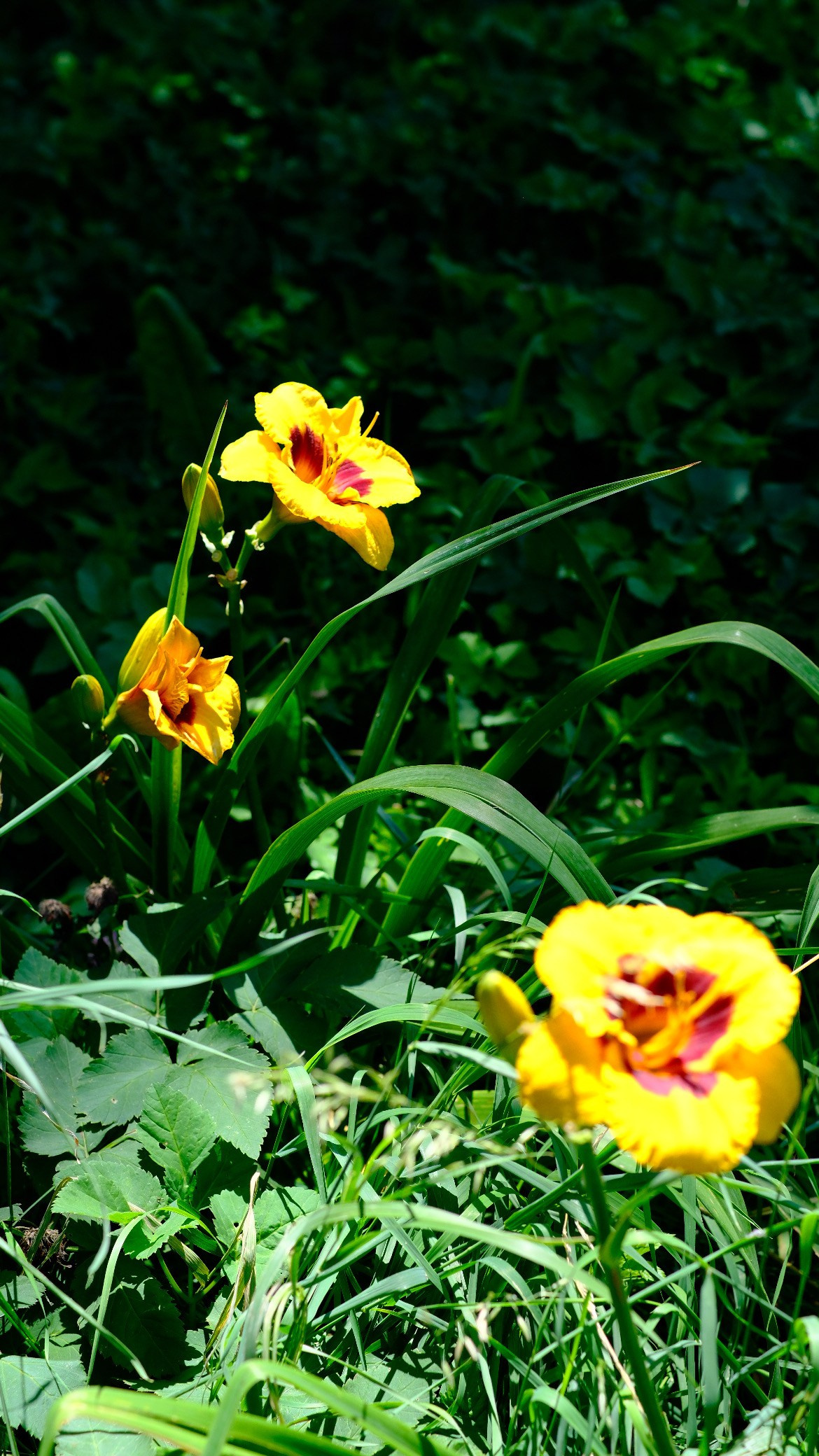 Природа. Художница в Алматы Мухамед-Рахимова Джамиля