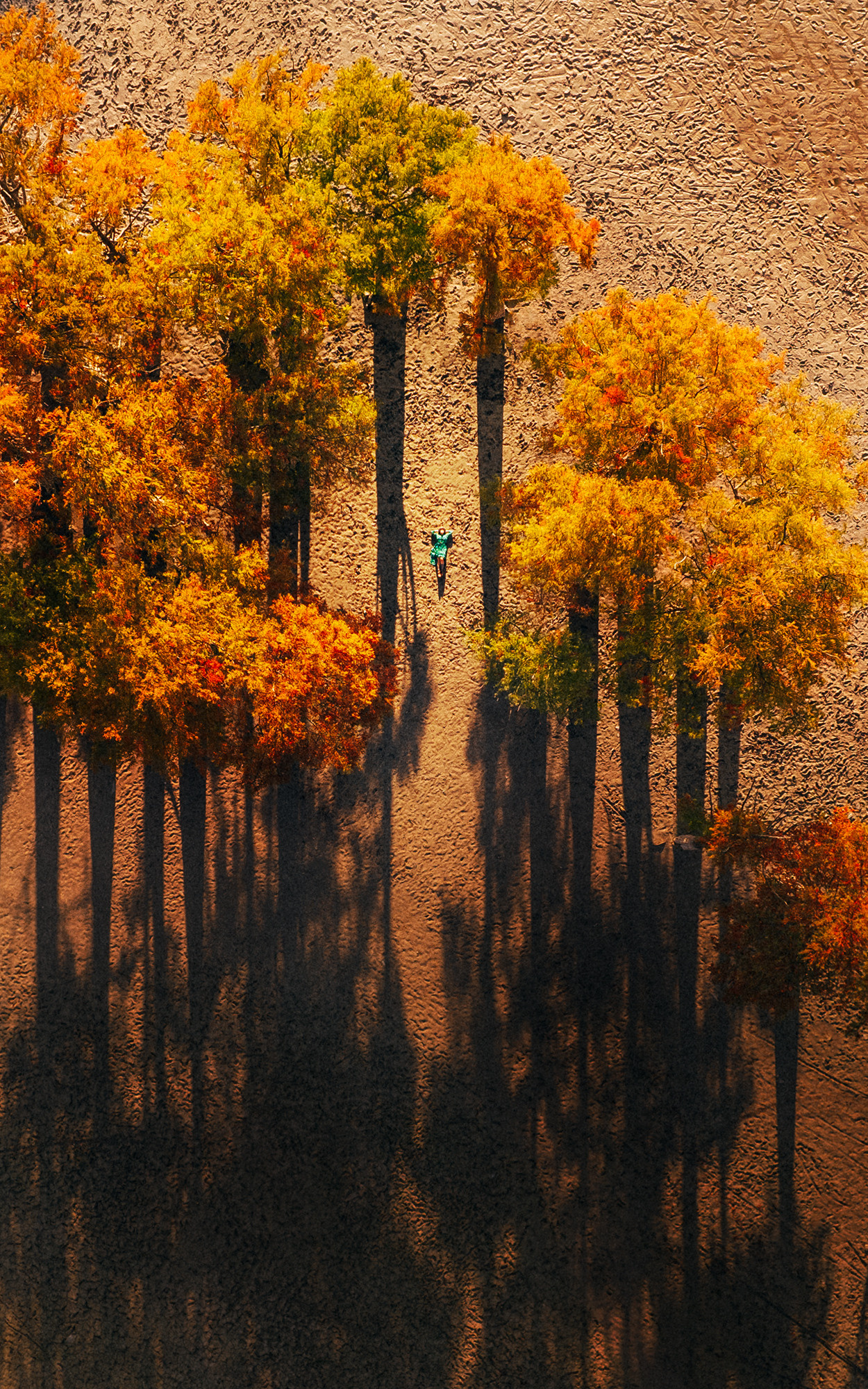 СУККО | КИПАРИСЫ