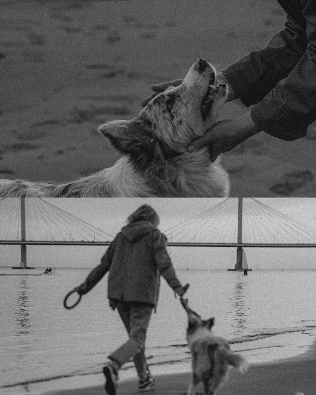 Света, Катрин и Умка. Фотограф анималист в Москве и Санкт-Петербурге Свиридова Анна