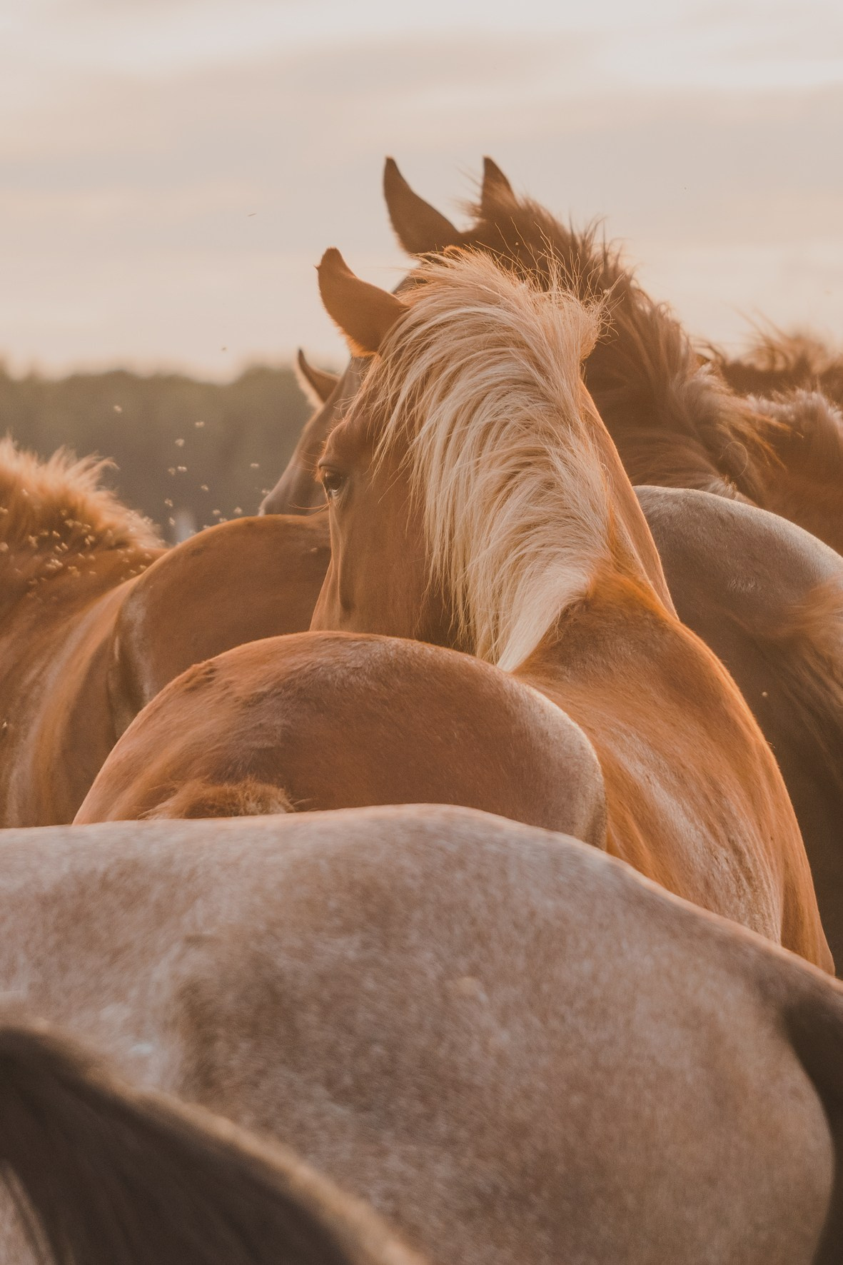 Life with horse. Saamill