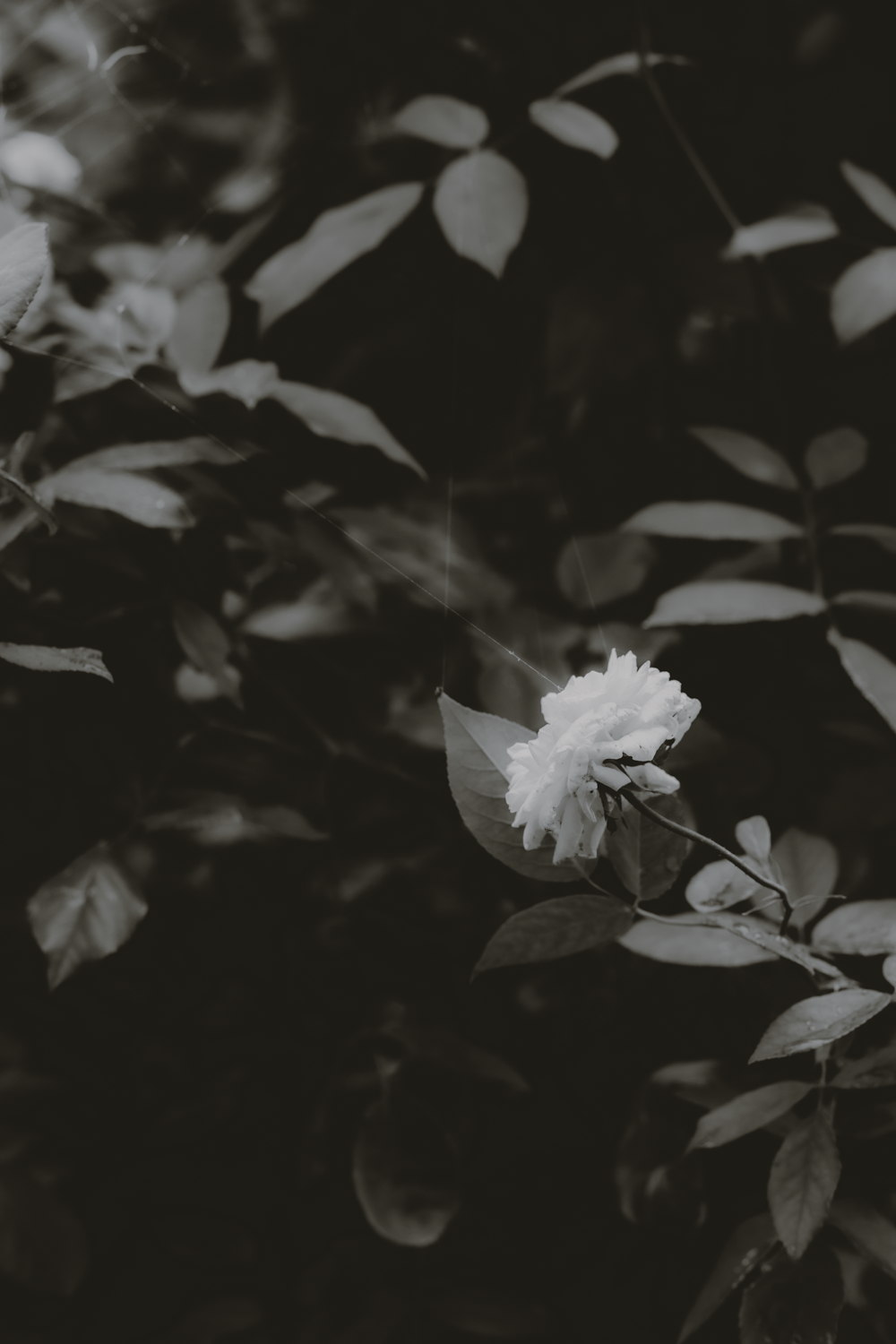 Nature /Природа. Photografer