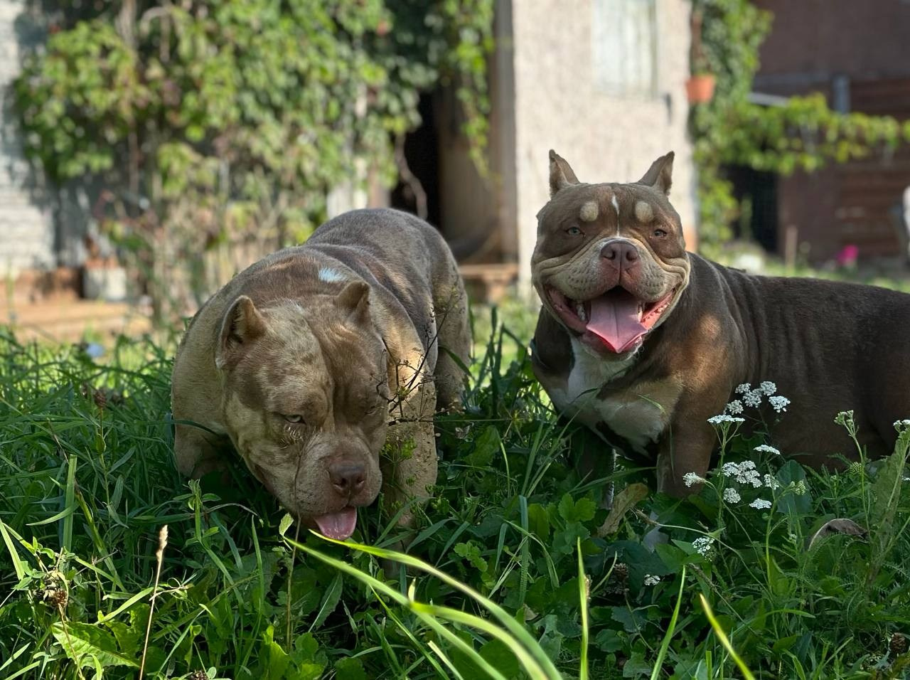 Sunshine Girl. Питомник американских булли Bounty Pride Bully