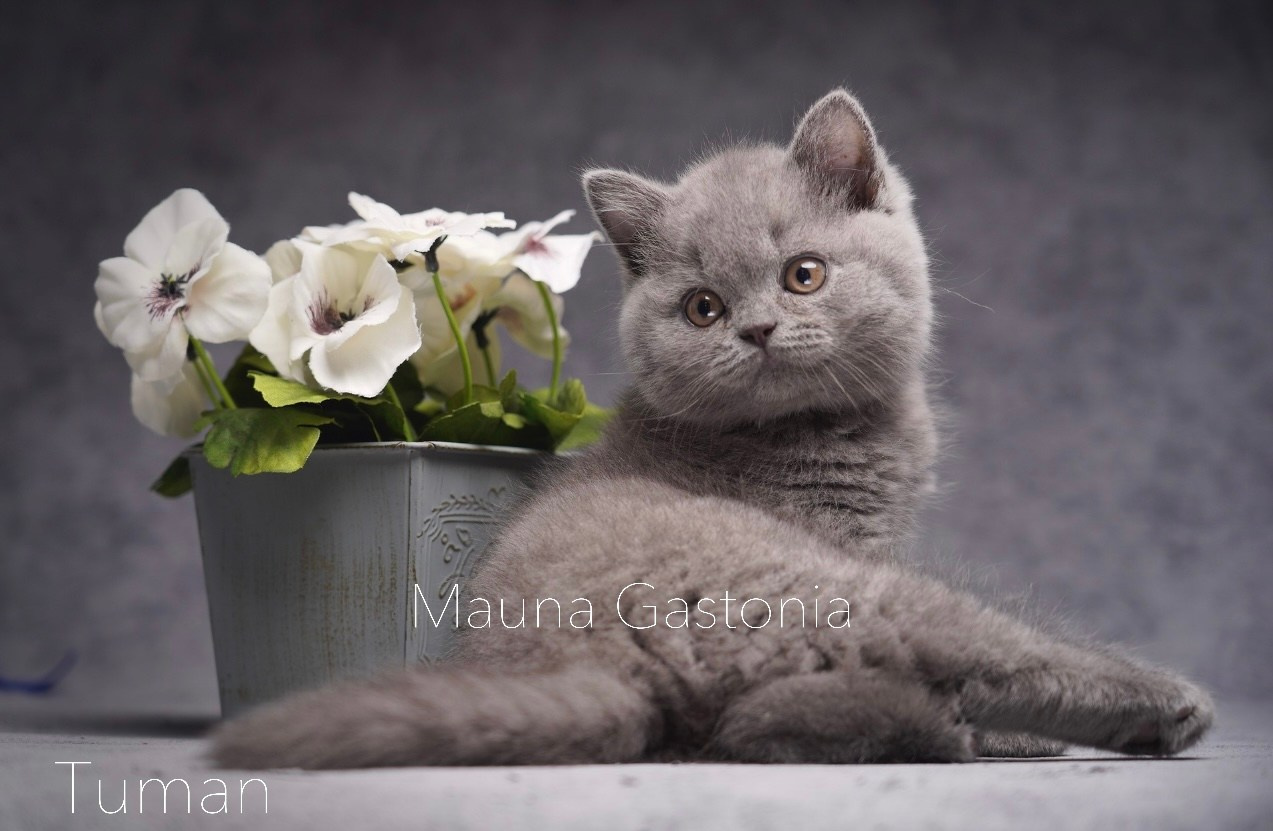 Tuman. Mauna Gastonia