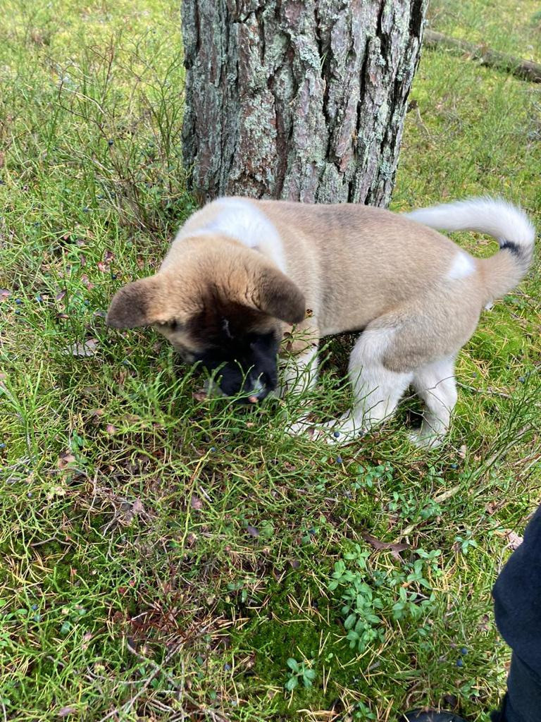 Бриз * ORSON UELLS американская акита