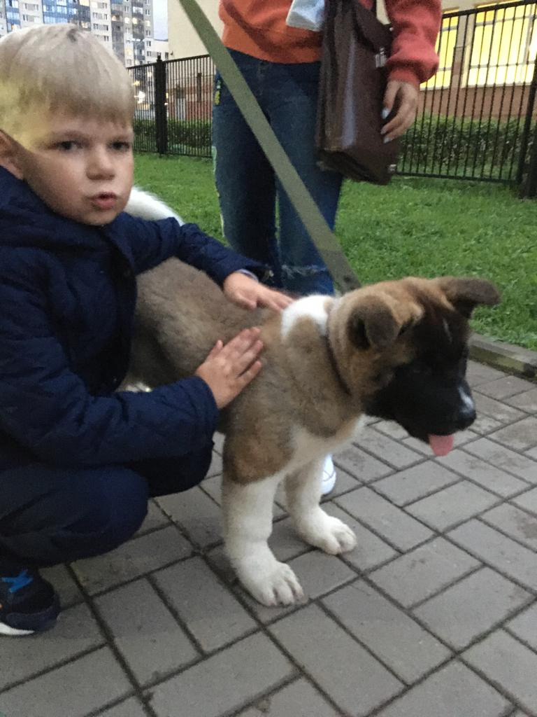 Бриз * ORSON UELLS американская акита