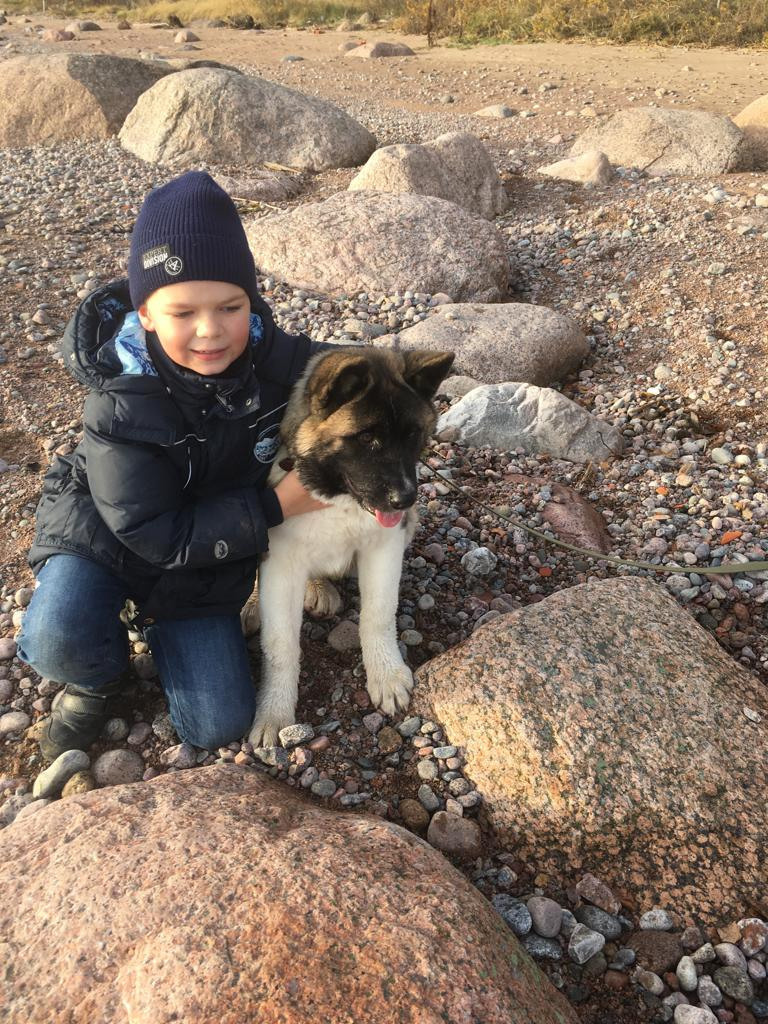 Бриз * ORSON UELLS американская акита