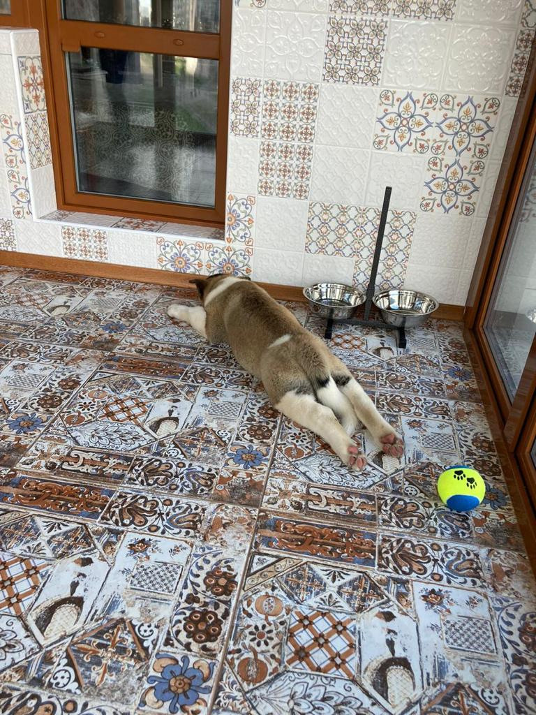 Бриз * ORSON UELLS американская акита