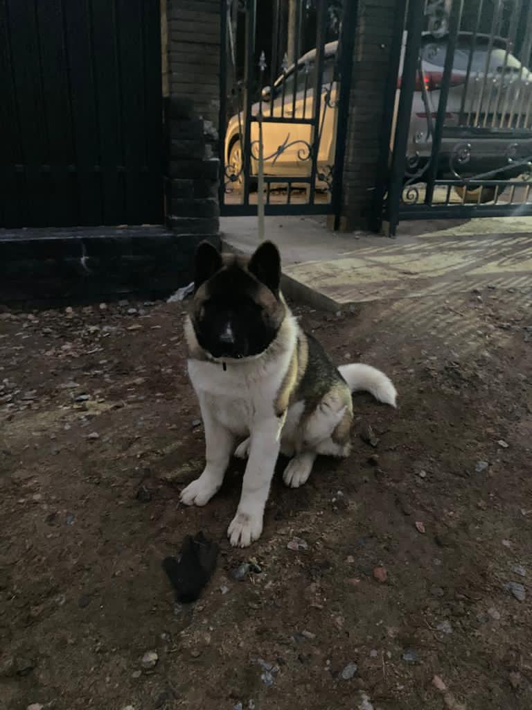 Бриз * ORSON UELLS американская акита