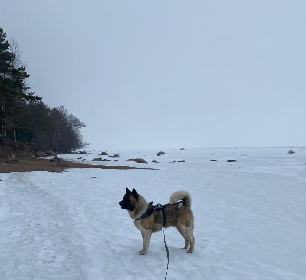 Бриз * ORSON UELLS американская акита