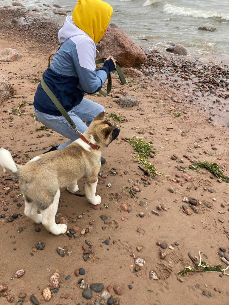 Бриз * ORSON UELLS американская акита