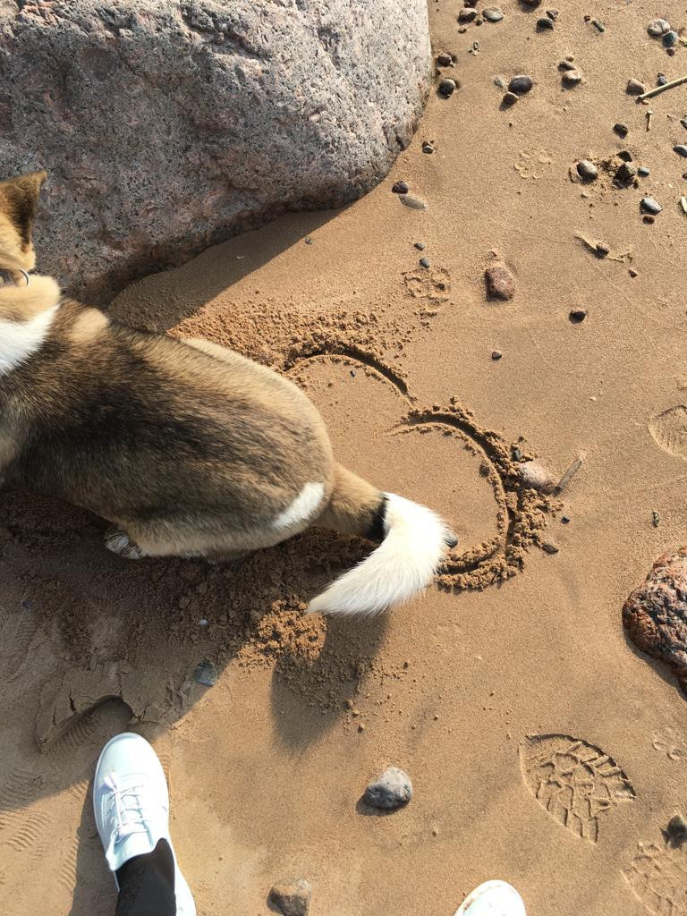 Бриз * ORSON UELLS американская акита