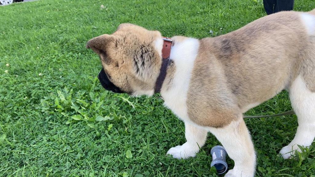 Бриз * ORSON UELLS американская акита