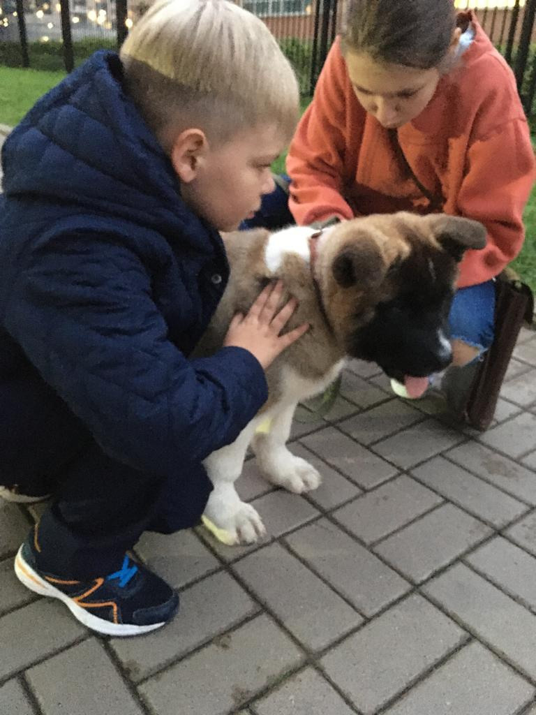 Бриз * ORSON UELLS американская акита