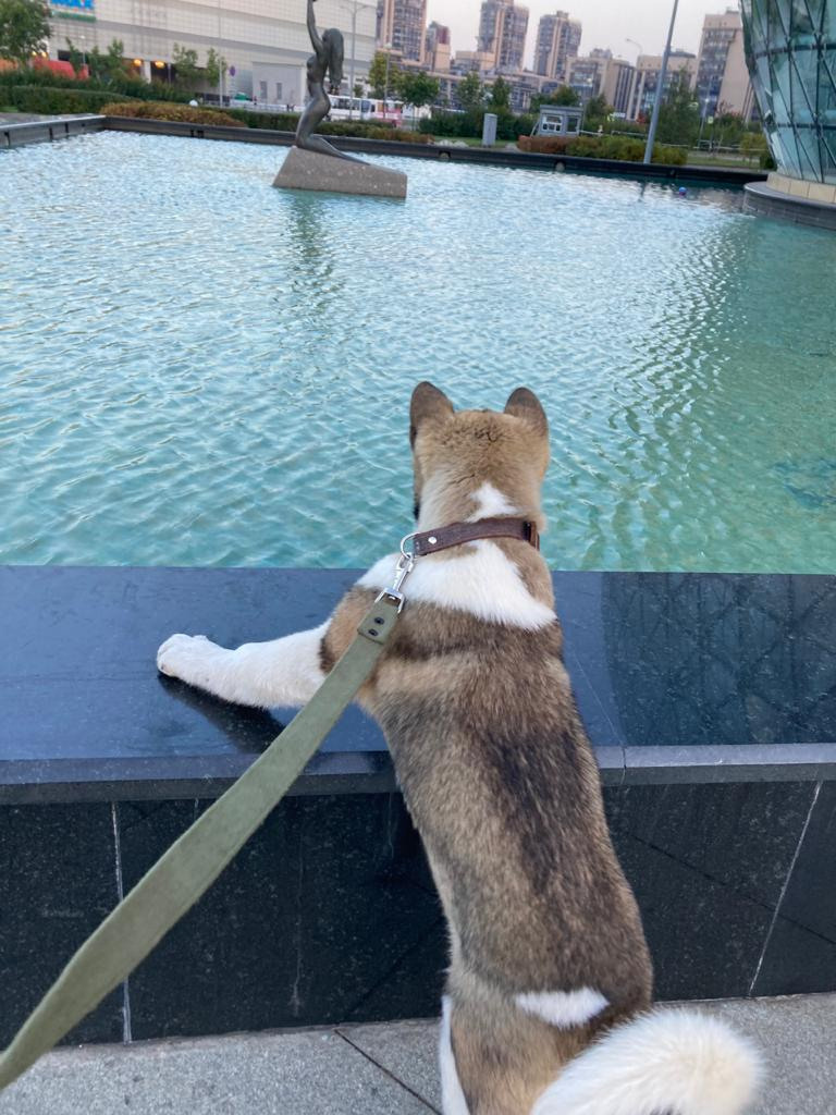 Бриз * ORSON UELLS американская акита