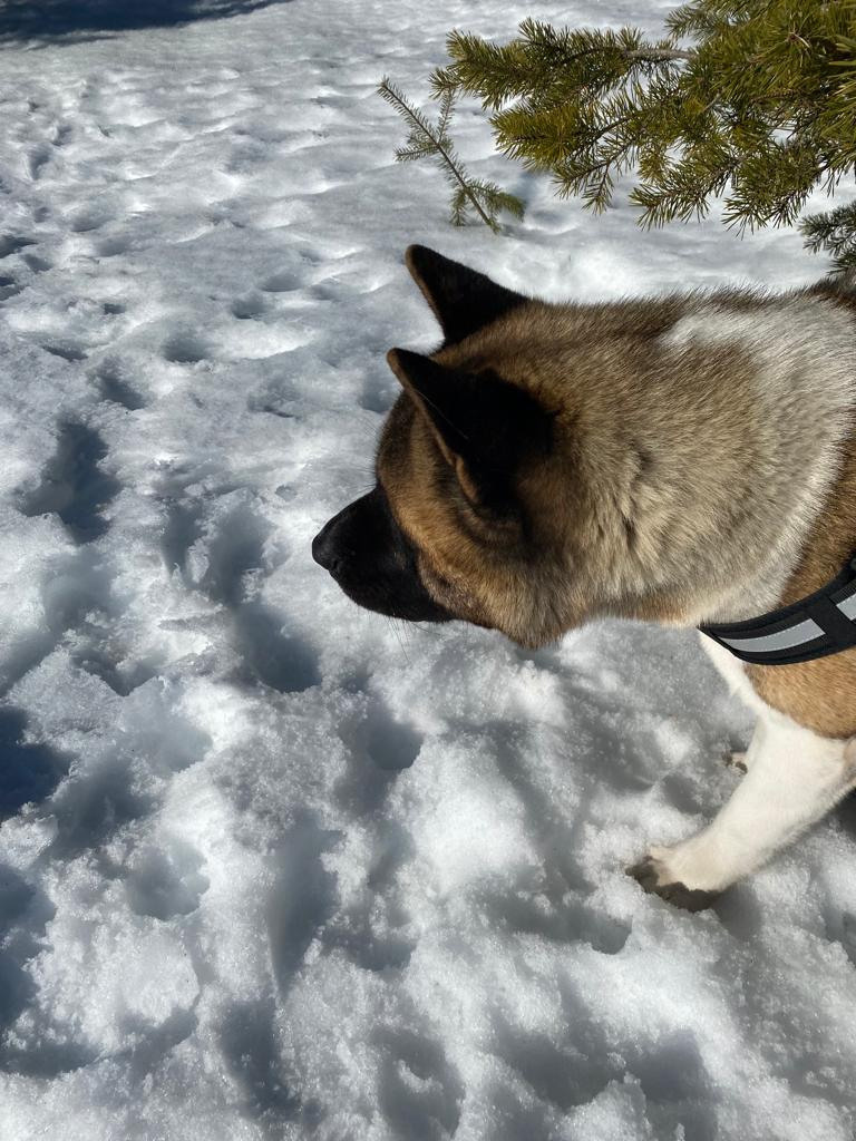 Бриз * ORSON UELLS американская акита