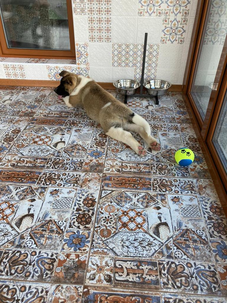 Бриз * ORSON UELLS американская акита