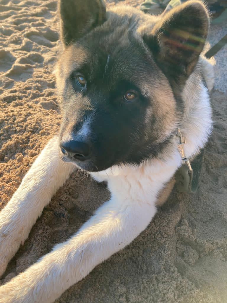 Бриз * ORSON UELLS американская акита