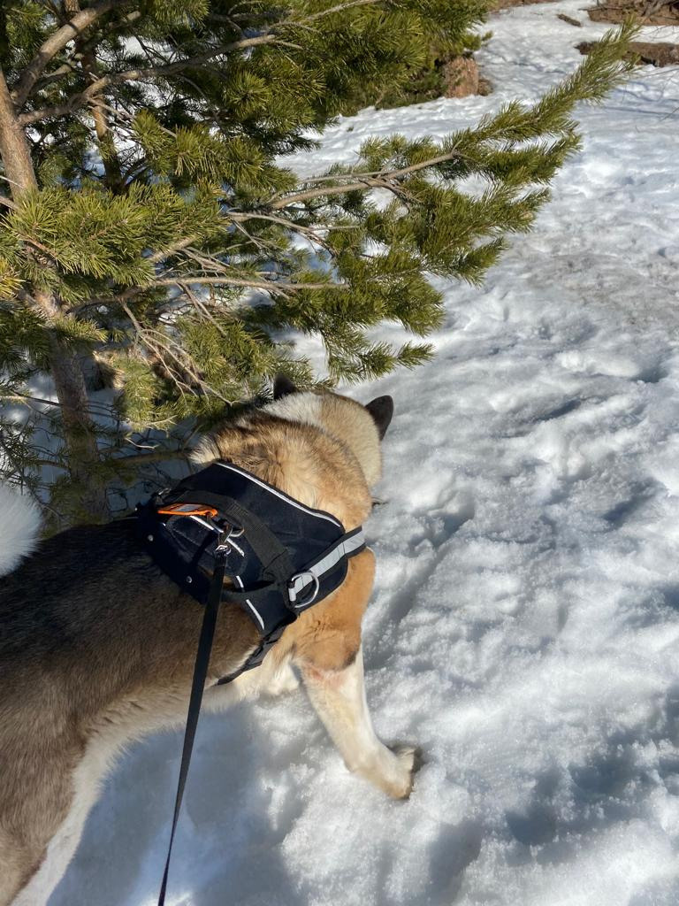 Бриз * ORSON UELLS американская акита