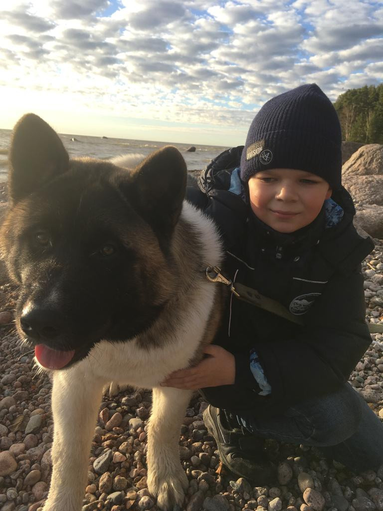 Бриз * ORSON UELLS американская акита