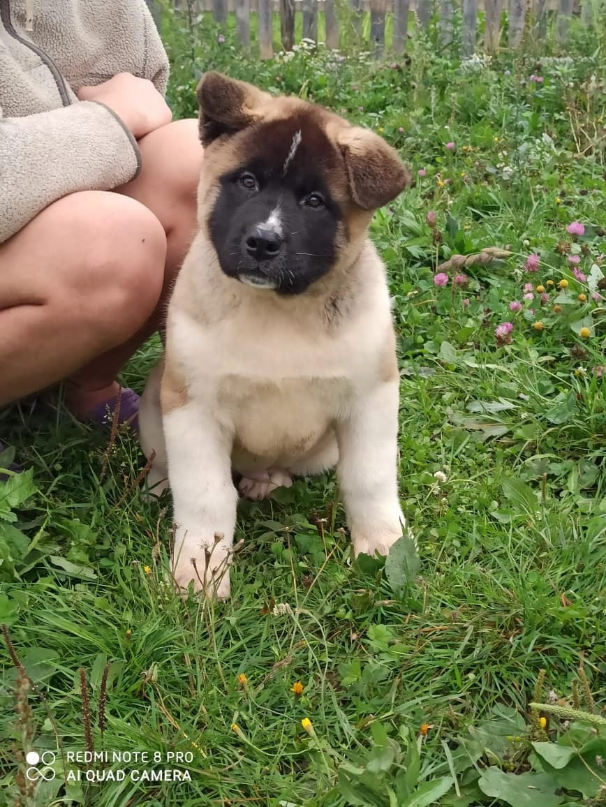 Бриз * ORSON UELLS американская акита