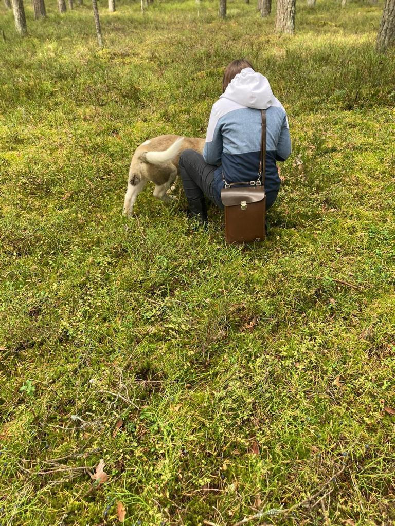 Бриз * ORSON UELLS американская акита