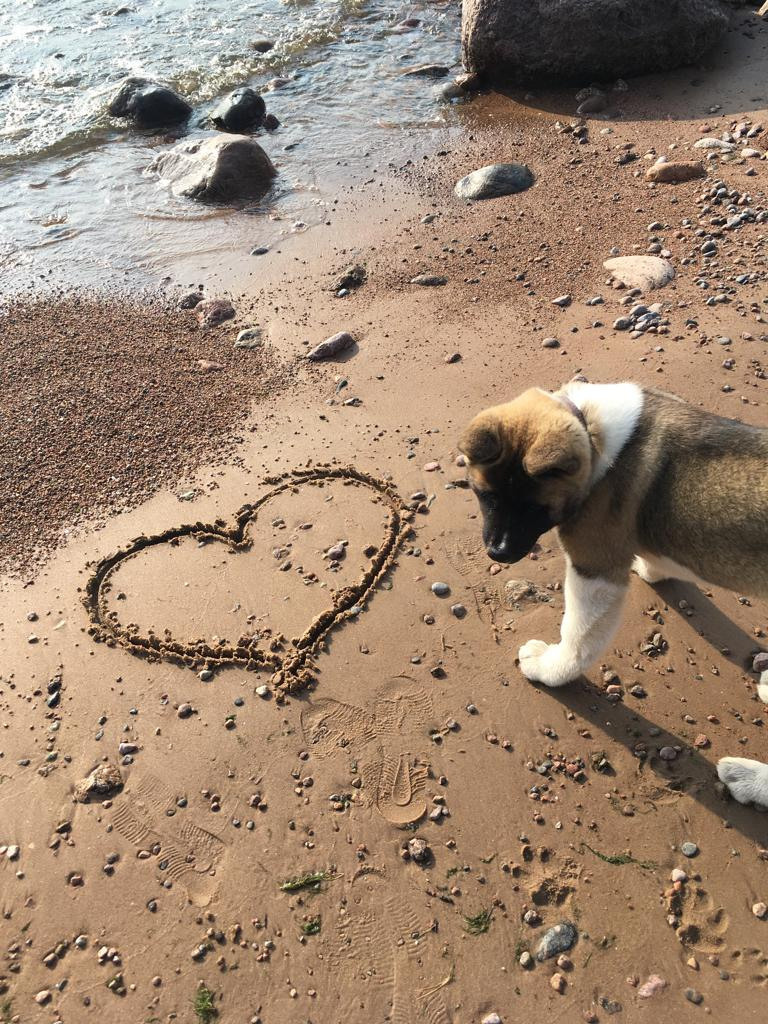 Бриз * ORSON UELLS американская акита