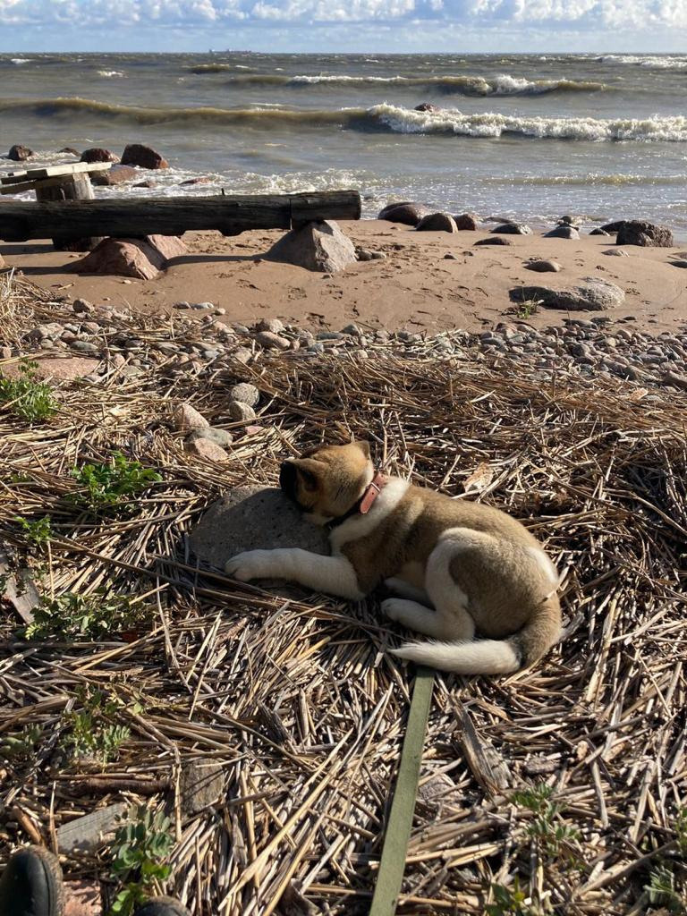 Бриз * ORSON UELLS американская акита