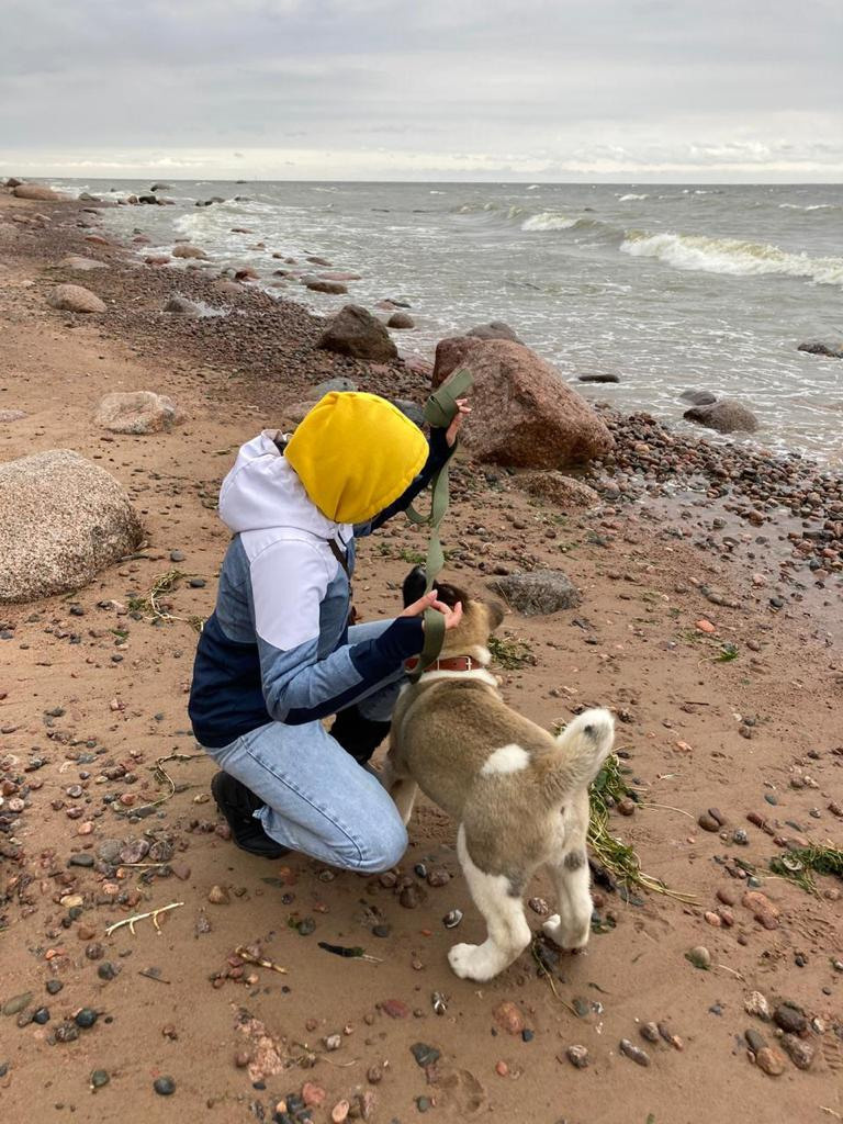 Бриз * ORSON UELLS американская акита