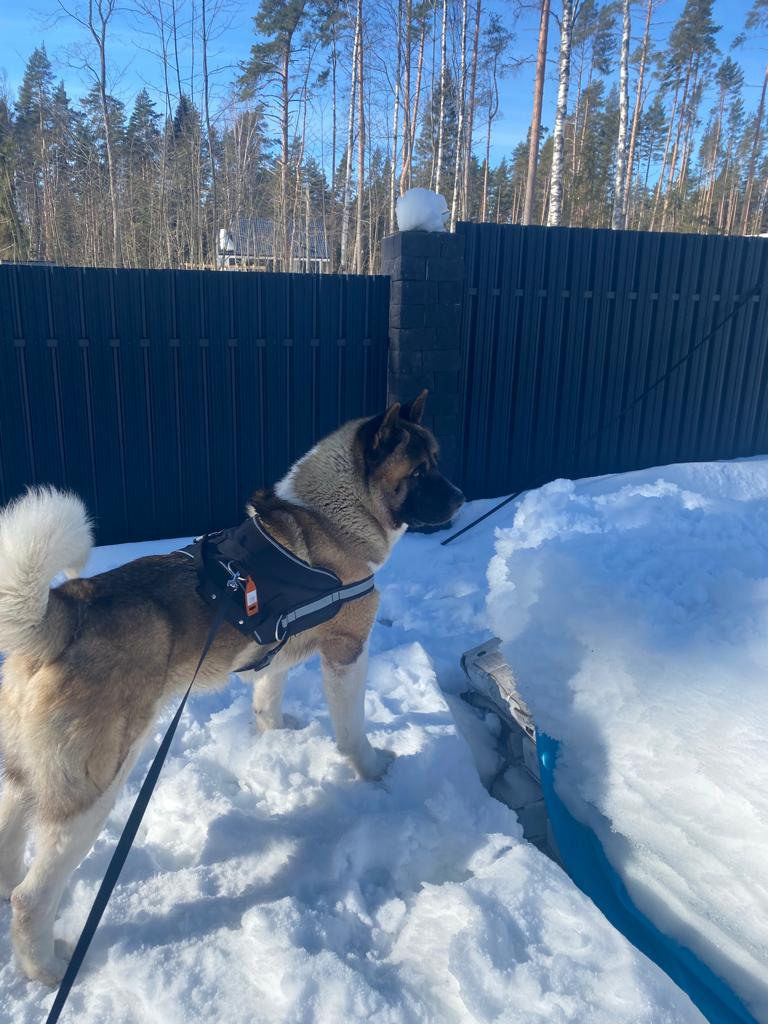 Бриз * ORSON UELLS американская акита