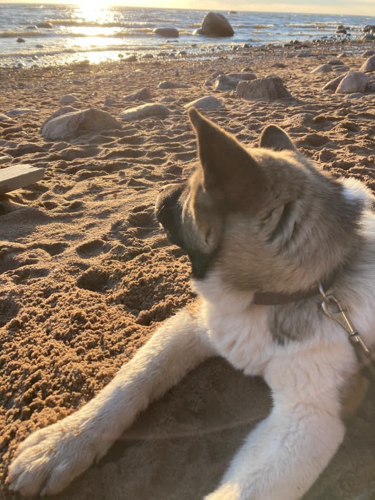 Бриз * ORSON UELLS американская акита