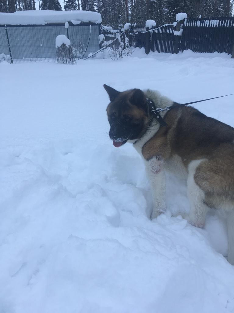 Бриз * ORSON UELLS американская акита