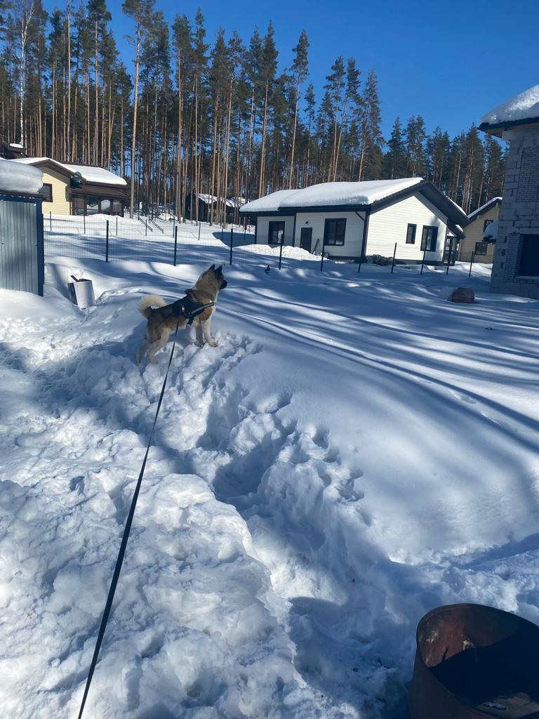 Бриз * ORSON UELLS американская акита
