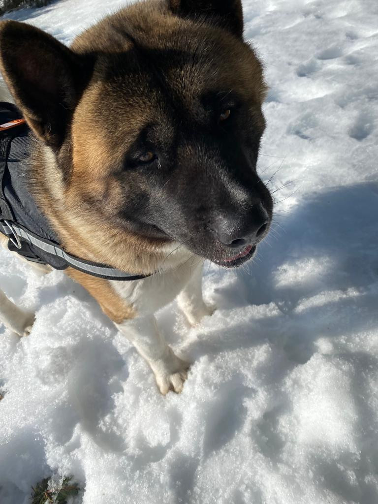 Бриз * ORSON UELLS американская акита