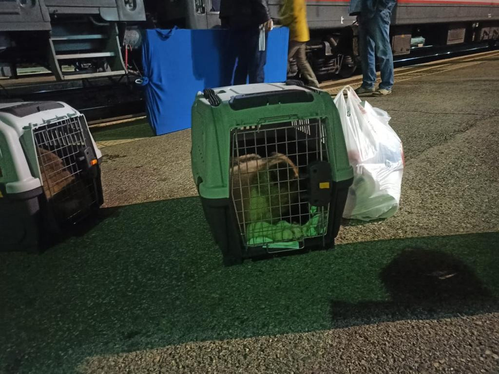 Бриз * ORSON UELLS американская акита