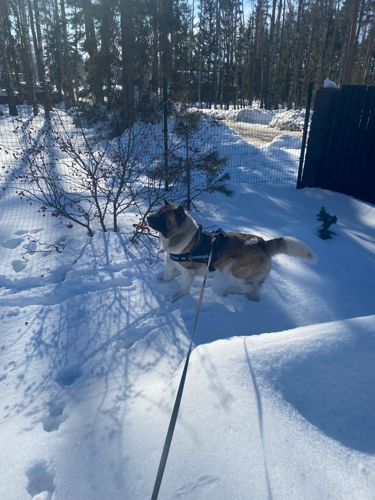 Бриз * ORSON UELLS американская акита