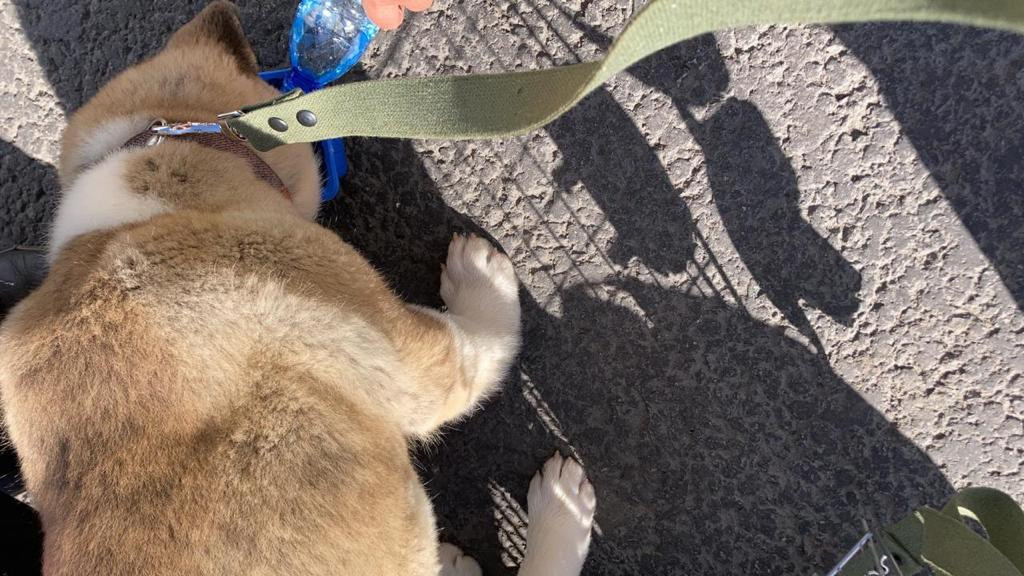 Бриз * ORSON UELLS американская акита