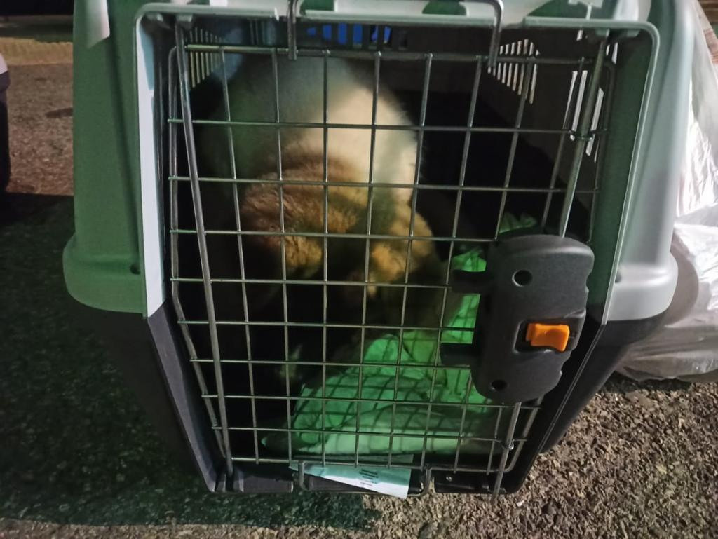 Бриз * ORSON UELLS американская акита