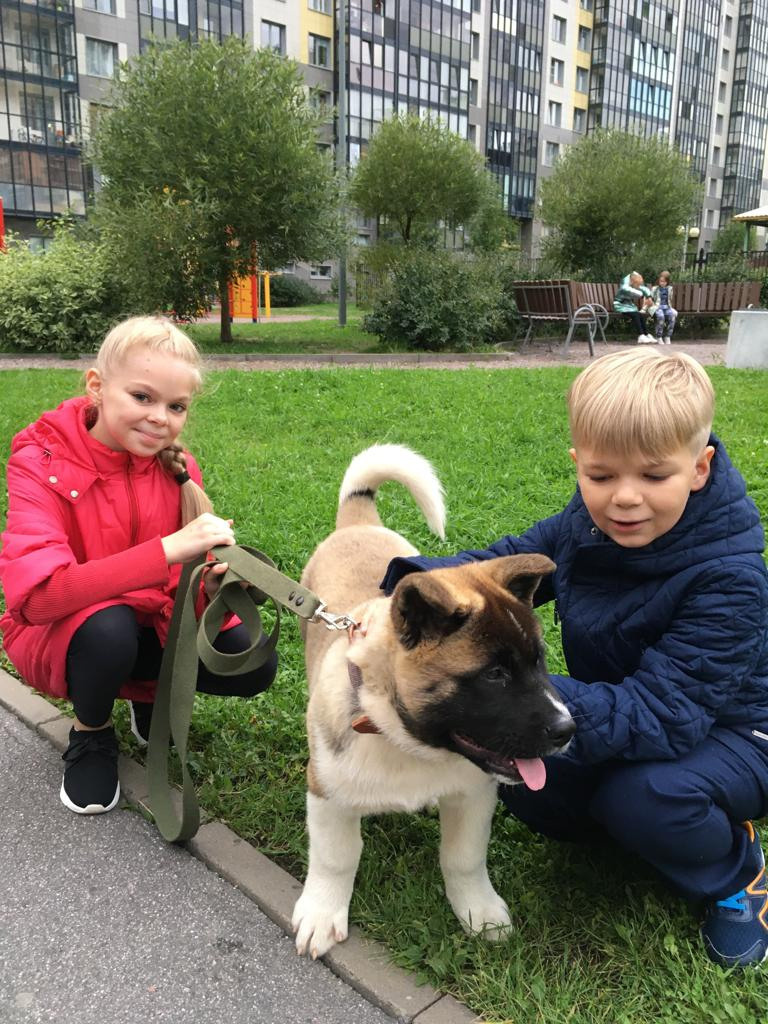 Бриз * ORSON UELLS американская акита