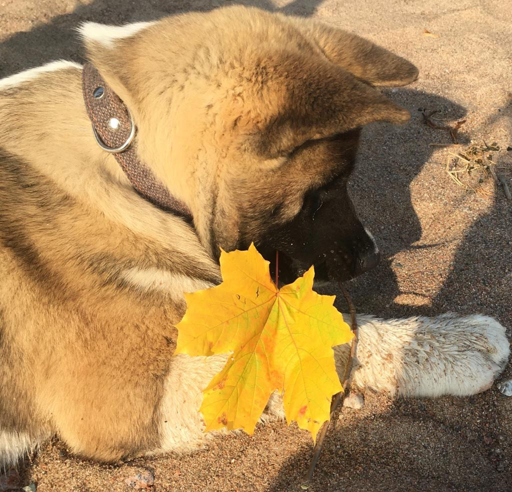 Бриз * ORSON UELLS американская акита